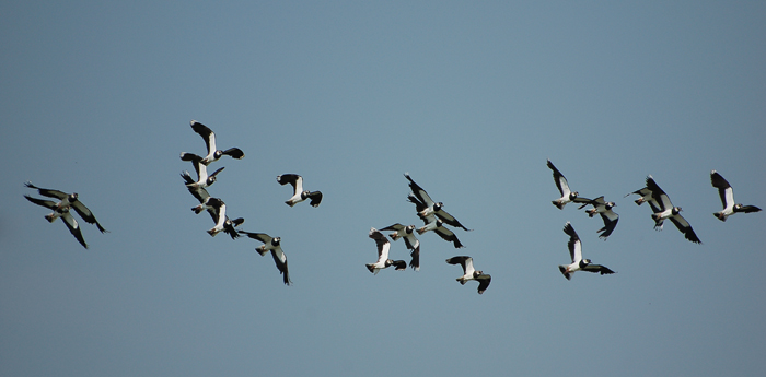 All''arrivo del falco