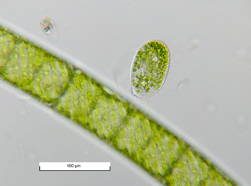Paramecio (?)