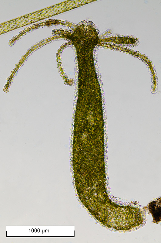 Hydra