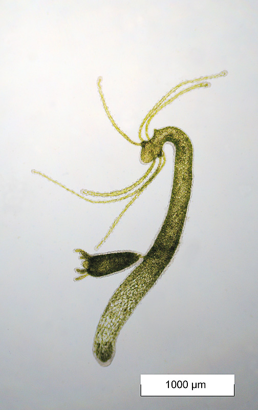 Hydra