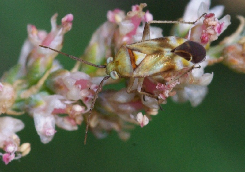 Miride su Tamarix: Tuponia sp.