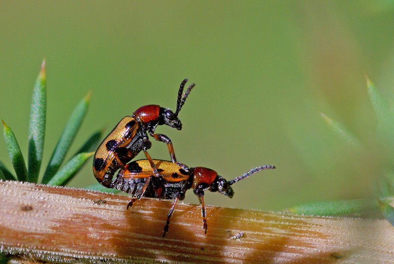 Crioceris macilenta e Crioceris paracenthesis- Chrysomelidae