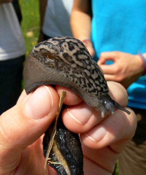 Limax subalpinus  Lessona 1880 da Caselette (TO)