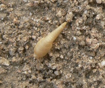 Pesciolino...d''oro! Atelura, Proatelurina, Tricholepisma...?