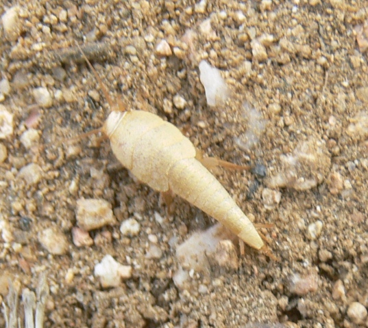 Pesciolino...d''oro! Atelura, Proatelurina, Tricholepisma...?