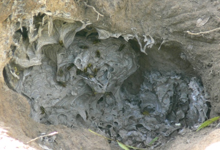 Alveare in terra (Vespula germanica)
