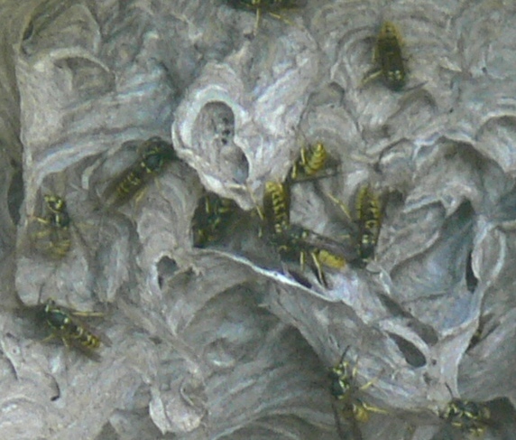 Alveare in terra (Vespula germanica)