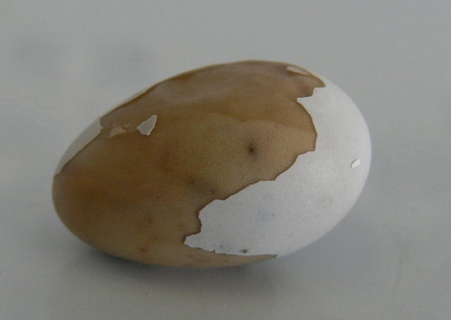 Uovo