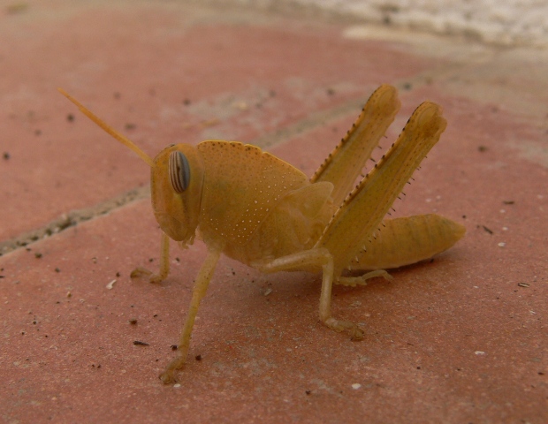 cavalletta gialla: ninfa di Anacridium aegyptium