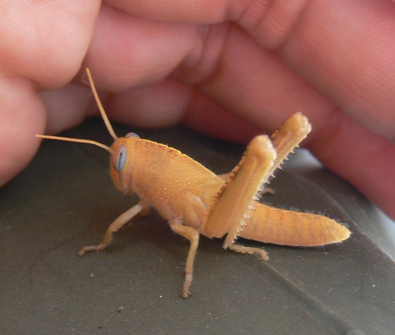 cavalletta gialla: ninfa di Anacridium aegyptium