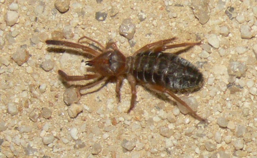 Solifugae - Gluvia dorsalis