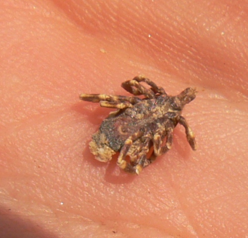 Hyalomma sp.