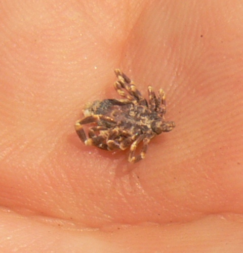 Hyalomma sp.