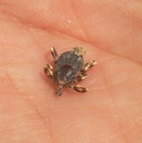Hyalomma sp.
