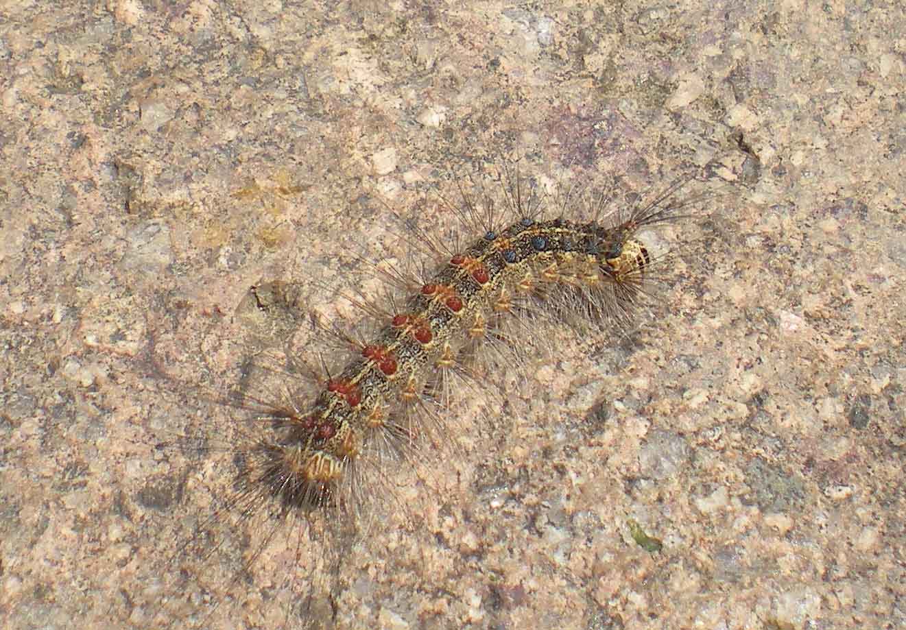 Classificazione Bruco Peloso - Probabile Arctiidae