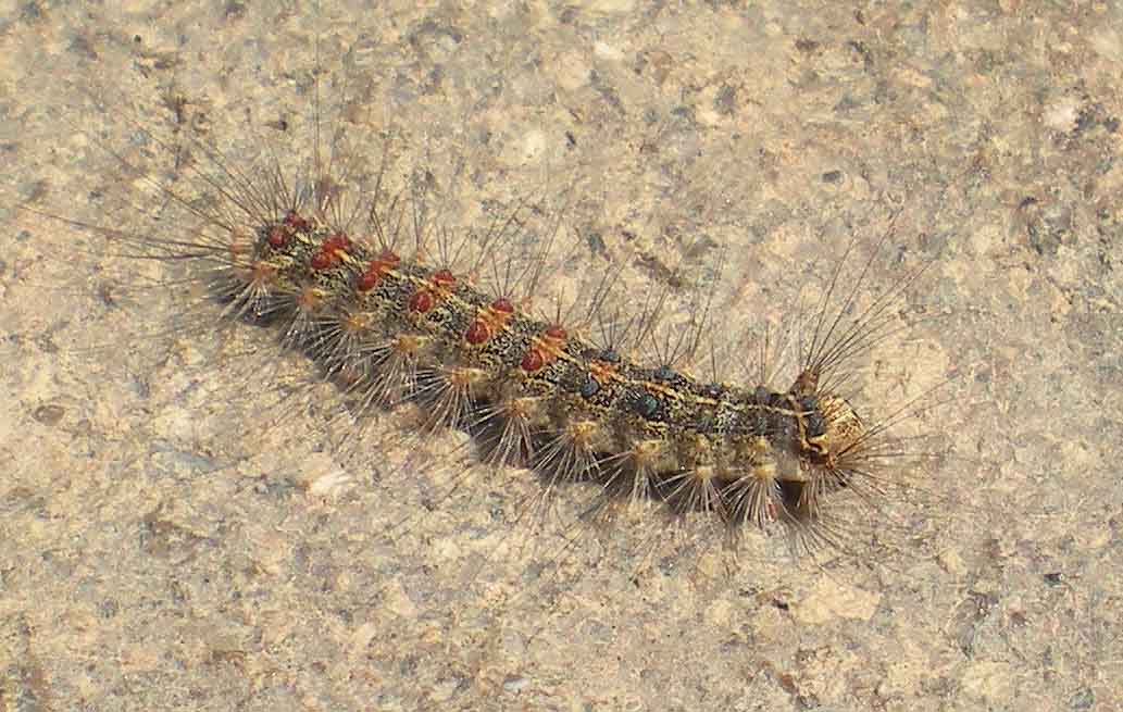 Classificazione Bruco Peloso - Probabile Arctiidae