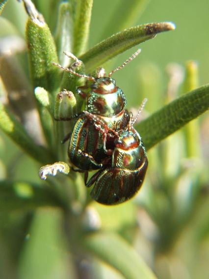 Chrysolina americana