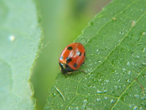 Hippodamia sp.