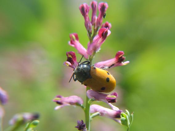 alcuni insetti da identificare