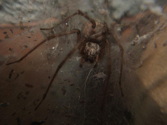 Tegenaria sp.