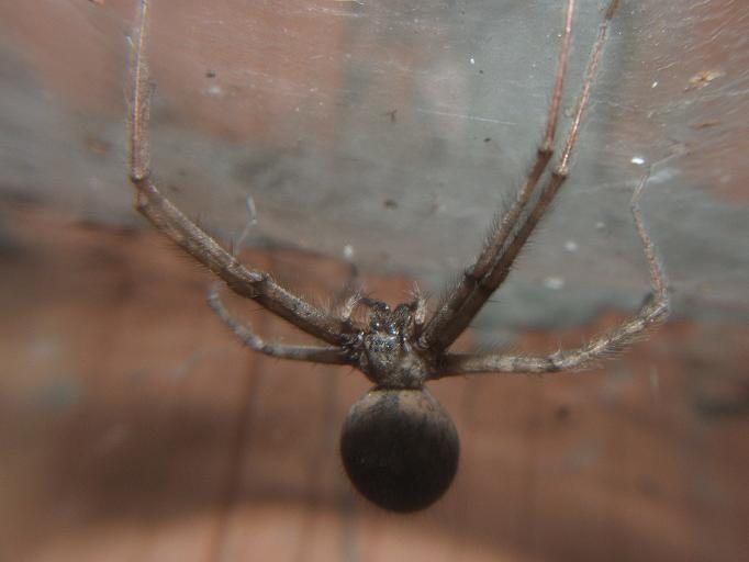 Tegenaria sp.