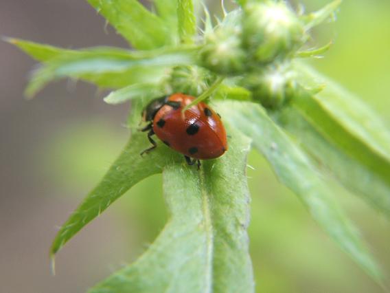 Hippodamia sp.