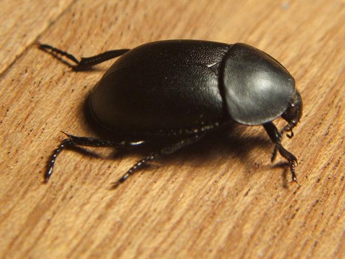 Chrysolina americana