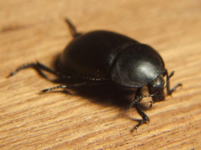 Chrysolina americana