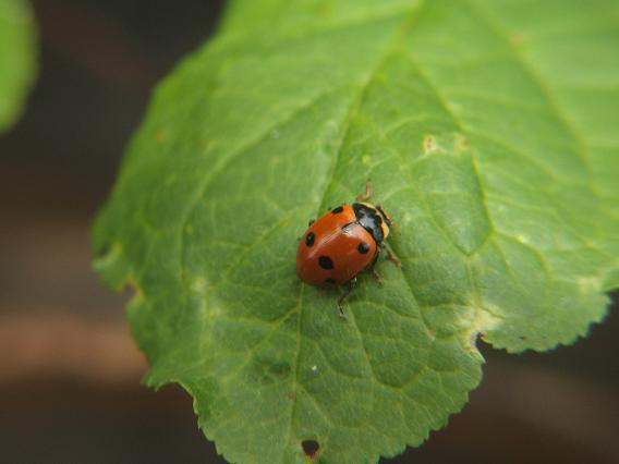 Hippodamia sp.
