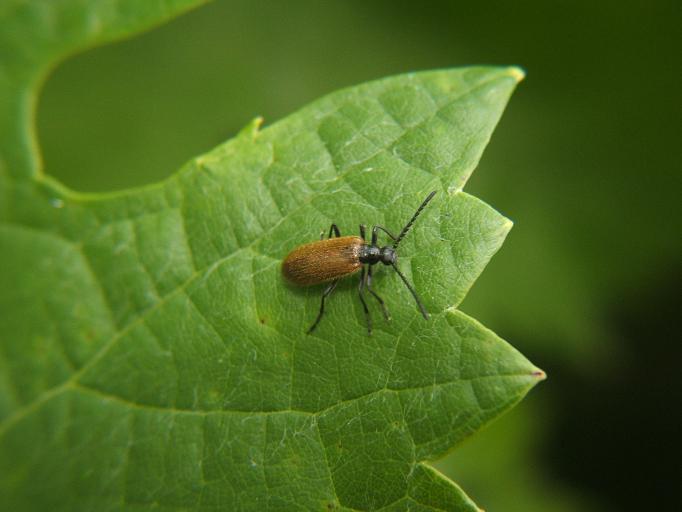 alcuni insetti da identificare