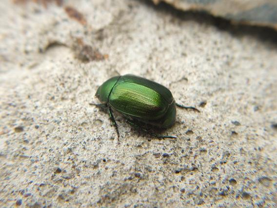 alcuni insetti da identificare