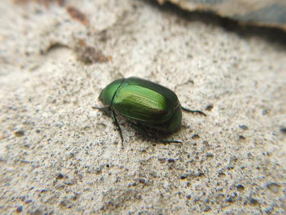 alcuni insetti da identificare