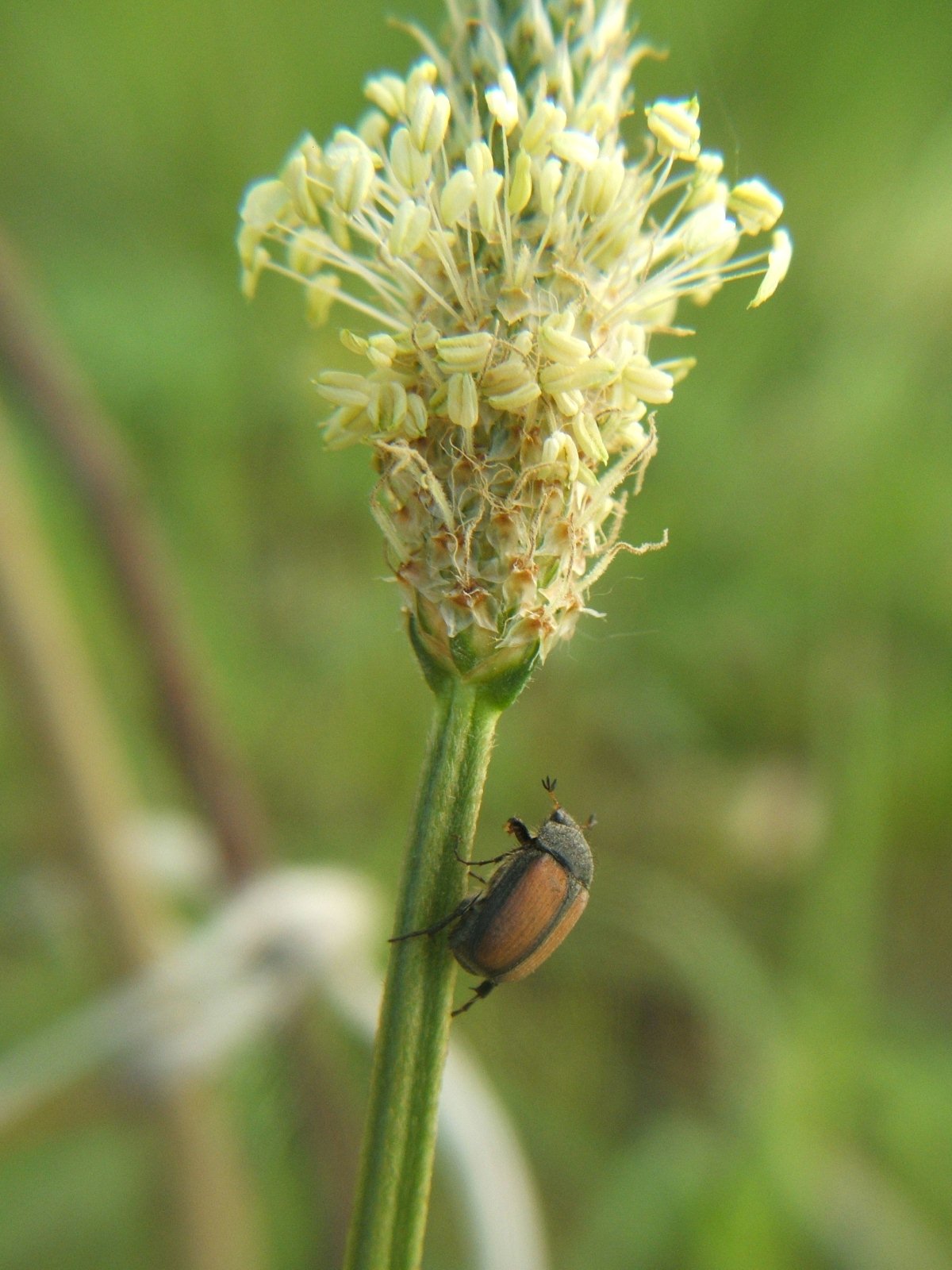 da identificare: Homaloplia alternata occidentalis