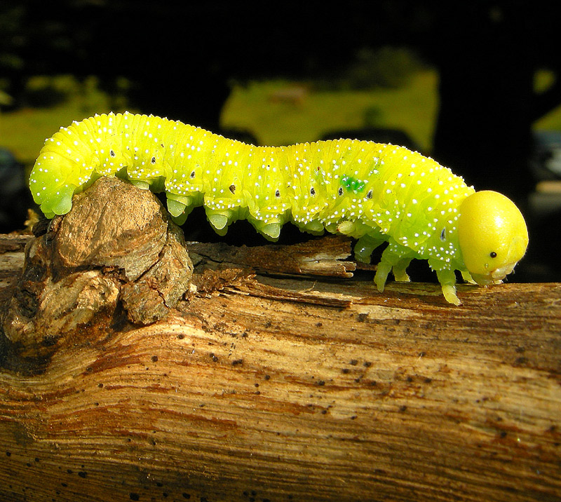 bruco di Cimbex femoratus?