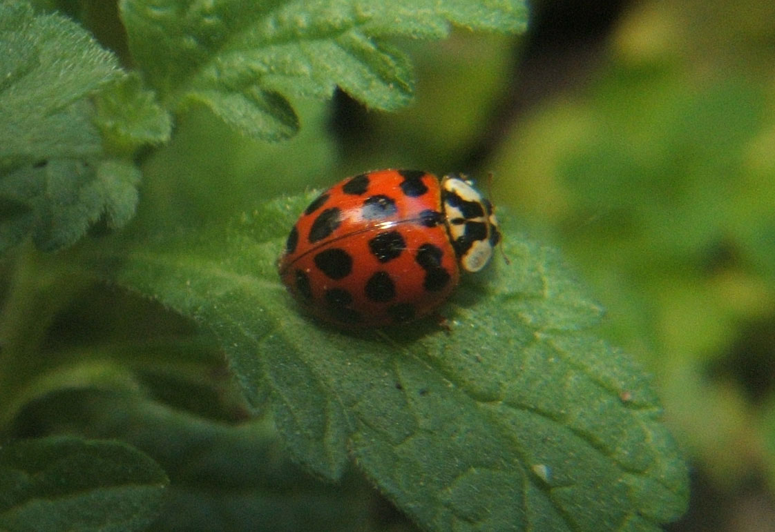 Harmonia axyridis