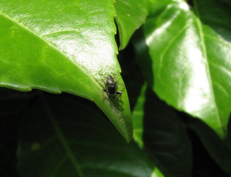 Heliophanus sp.