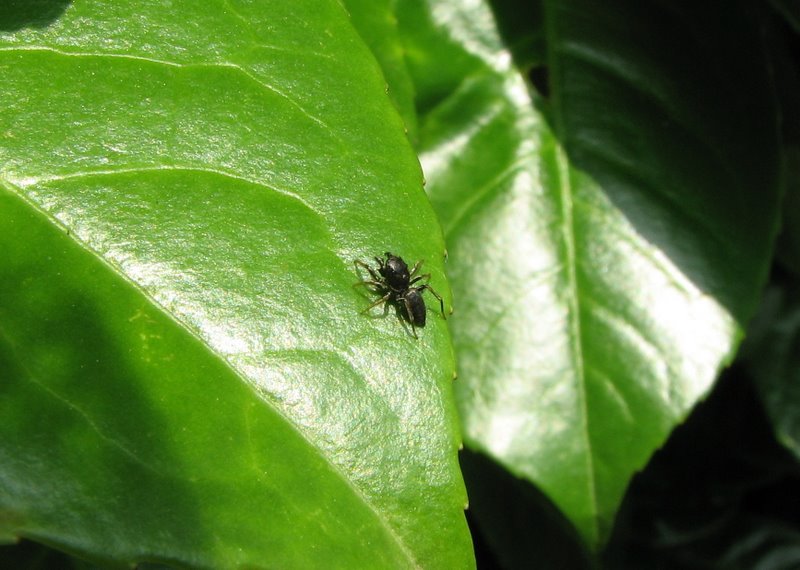 Heliophanus sp.