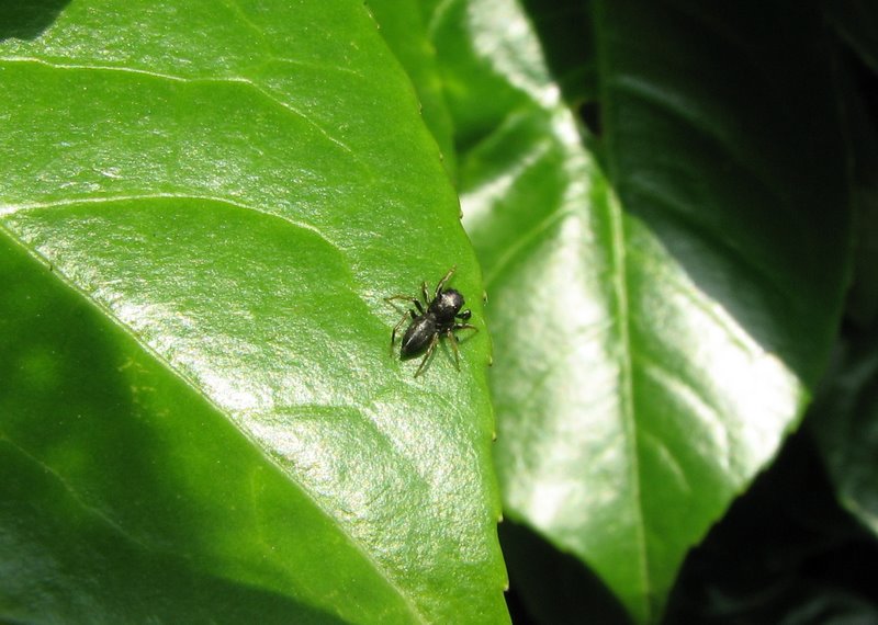 Heliophanus sp.
