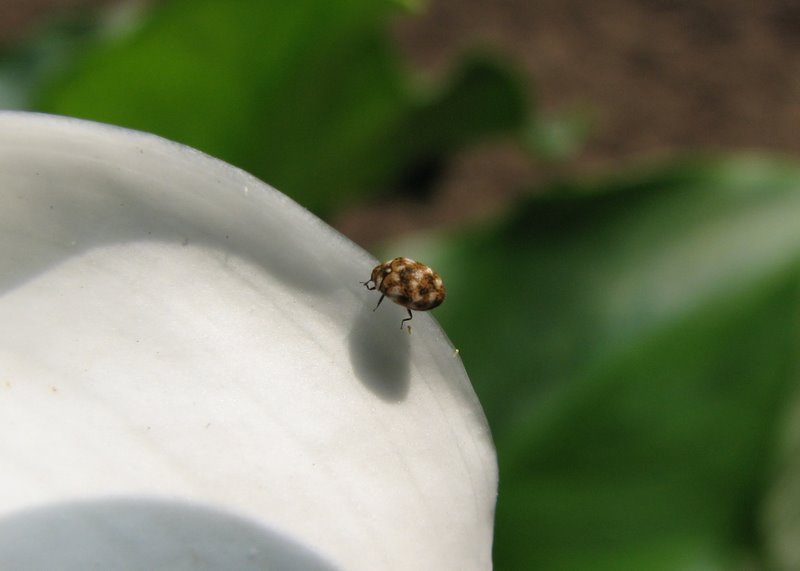 Sono coleotteri??