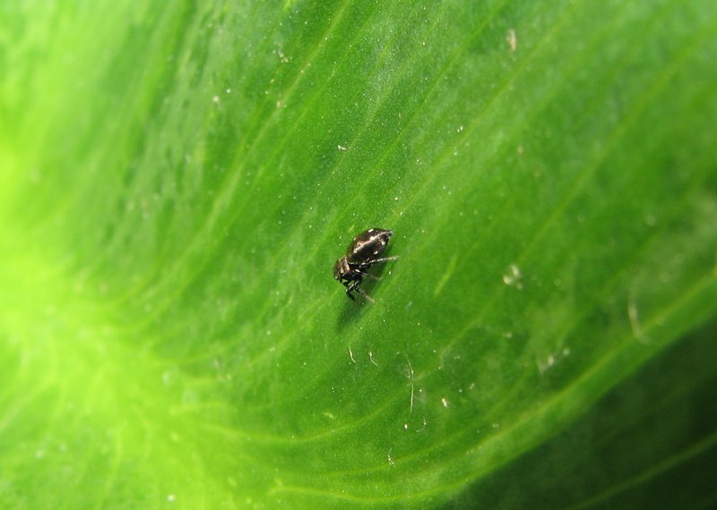 Heliophanus sp.