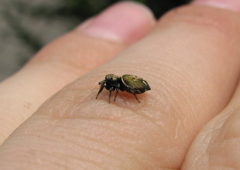 Heliophanus sp.