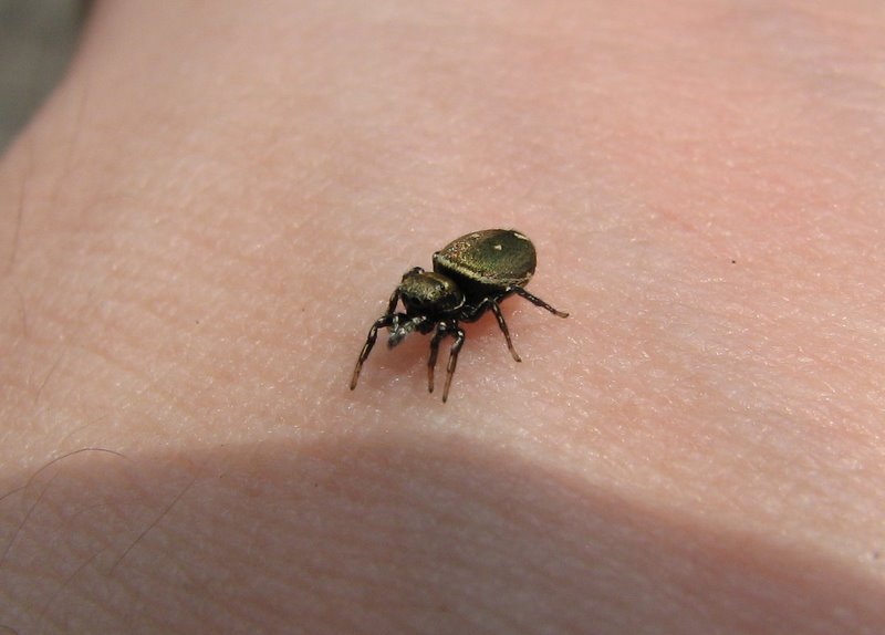 Heliophanus sp.