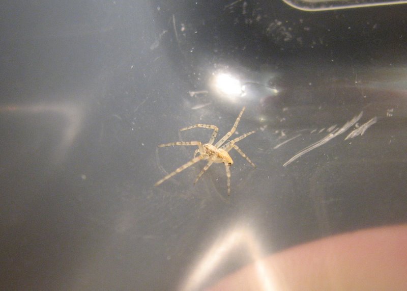 Philodromidae