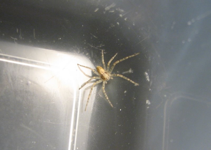 Philodromidae