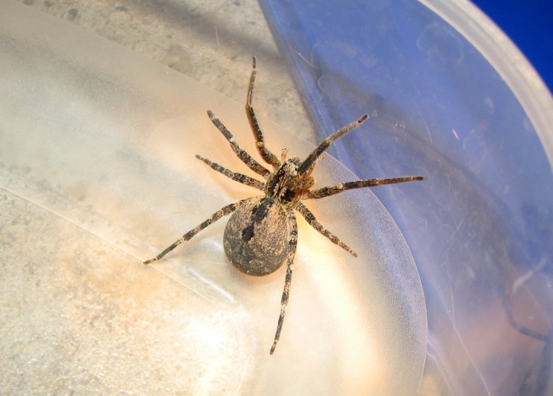 Zoropsis spinimana femmina, che gigante