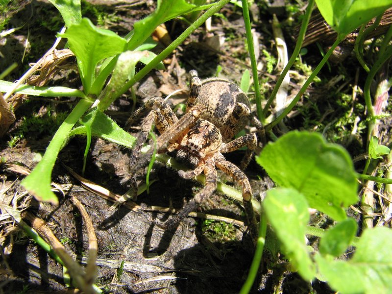 Zoropsis spinimana femmina, che gigante