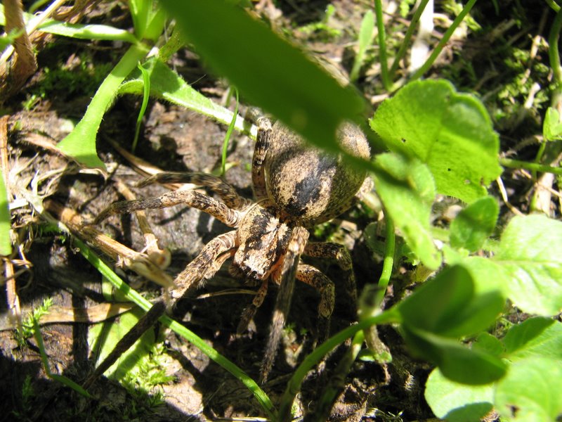 Zoropsis spinimana femmina, che gigante