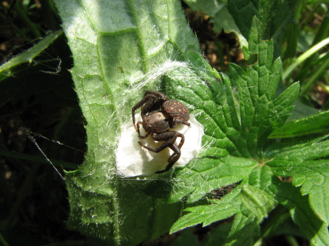 Xisticus con ovisacco e Pholcus phalangioides con prole