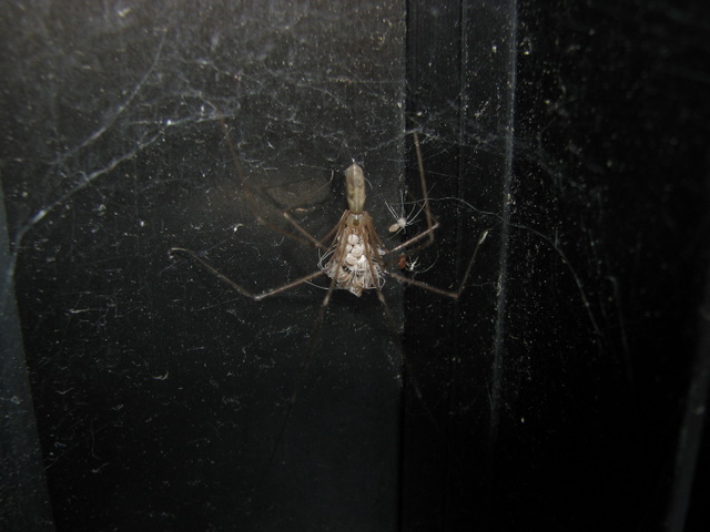 Xisticus con ovisacco e Pholcus phalangioides con prole