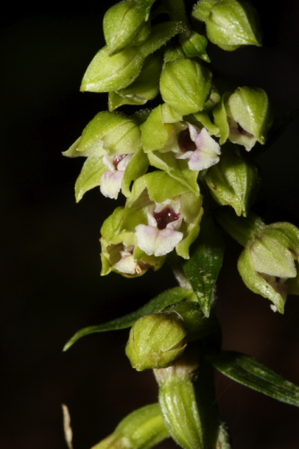 Epipactis pontica